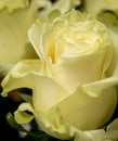 Beautiful blooming light green rose. Wedding bouquet. Rosebud. Green rose. White Rose.