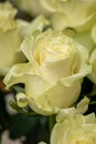 Beautiful blooming light green rose. Wedding bouquet. Rosebud. Green rose. White Rose.