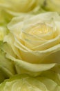 Beautiful blooming light green rose. Wedding bouquet. Rosebud. Green rose. White Rose.