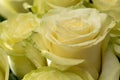 Beautiful blooming light green rose. Wedding bouquet. Rosebud. Green rose. White Rose.