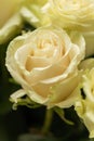 Beautiful blooming light green rose. Wedding bouquet. Rosebud. Green rose. White Rose.