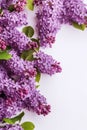 beautiful blooming lilac branches for banner