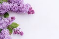 beautiful blooming lilac branches for banner