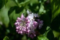 Beautiful blooming lilac on a bush on a bright day