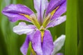 A Beautiful blooming lilac iris flower in closeup Royalty Free Stock Photo