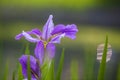 A Beautiful blooming lilac iris flower under the daylight Royalty Free Stock Photo