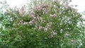 Beautiful blooming lilac Ural Russia