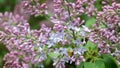 Beautiful blooming lilac Ural Russia