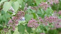 Beautiful blooming lilac Ural Russia