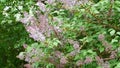 Beautiful blooming lilac Ural Russia