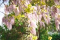 Beautiful blooming lilac wisteria tree at sunset