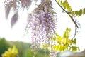 Beautiful blooming lilac wisteria tree at sunset