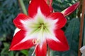 Beautiful blooming lily flower in the garden. Royalty Free Stock Photo