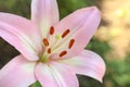 Beautiful blooming lily flower Royalty Free Stock Photo