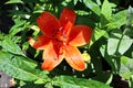 Beautiful blooming lily flowers on background of green plants after rain in the home garden. Transparent raindrops on the petals.