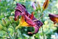 Beautiful blooming lily flowers on background of green plants after rain in the home garden. Transparent raindrops on the petals.