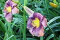 Beautiful blooming lily flowers on background of green plants after rain in the home garden. Transparent raindrops on the petals.