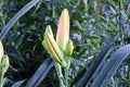 Beautiful blooming lily flowers on background of green plants after rain in the home garden. Transparent raindrops on the petals.