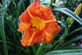 Beautiful blooming lily flowers on background of green plants after rain in the home garden. Transparent raindrops on the petals.