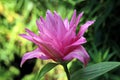 Beautiful blooming lily flowers on background of green plants in the summer home garden. Odessa, Ukraine. Royalty Free Stock Photo