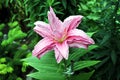 Beautiful blooming lily flowers on background of green plants in the summer home garden. Odessa, Ukraine. Royalty Free Stock Photo