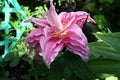 Beautiful blooming lily flowers on background of green plants in the summer home garden. Odessa, Ukraine. Royalty Free Stock Photo