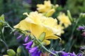 Beautiful blooming lily flowers on background of green plants in the summer home garden. Odessa, Ukraine. Royalty Free Stock Photo