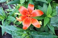 Beautiful blooming lily flowers on background of green plants in the summer home garden. Odessa, Ukraine. Royalty Free Stock Photo