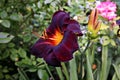 Beautiful blooming lily flowers on background of green plants in the summer home garden. Odessa, Ukraine. Royalty Free Stock Photo