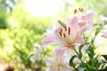 Beautiful blooming lily flowers in garden
