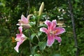 Beautiful blooming lily with pink flowers with white edges. Summer in rural garden Royalty Free Stock Photo