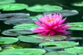 Beautiful Blooming lotus flower Royalty Free Stock Photo