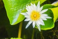 Beautiful blooming lotus flower on green leaves background. Lotus with yellow lotus pollen. Closeup pollen of the lotus flower bac Royalty Free Stock Photo