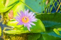 Beautiful blooming lotus flower on green leaves background. Lotus with yellow lotus pollen. Closeup pollen of the lotus flower bac Royalty Free Stock Photo