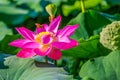 Beautiful blooming lotus flower and honey bee with green leaves Royalty Free Stock Photo