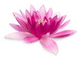 Beautiful blooming lotus flower isolated Royalty Free Stock Photo