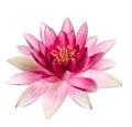 Beautiful blooming lotus flower isolated Royalty Free Stock Photo