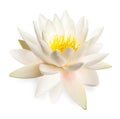 Beautiful blooming lotus flower isolated Royalty Free Stock Photo