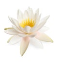 Beautiful blooming lotus flower isolated on white Royalty Free Stock Photo