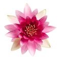 Beautiful blooming lotus flower isolated Royalty Free Stock Photo