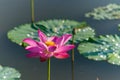 Beautiful blooming lotus flower in the pond with lily pads Royalty Free Stock Photo