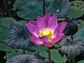 Beautiful blooming lotus flower. In the Ubud lake, Indonesia Royalty Free Stock Photo