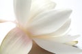 Beautiful blooming lotus flower on white, closeup Royalty Free Stock Photo