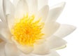 Beautiful blooming lotus flower on white background, closeup Royalty Free Stock Photo