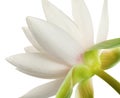 Beautiful blooming lotus flower on white background, closeup Royalty Free Stock Photo