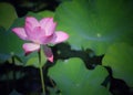 Beautiful blooming lotus