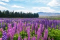 Beautiful blooming lupin fields in wild of New Zealand Royalty Free Stock Photo