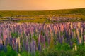 Beautiful blooming lupin flower, New Zealand Royalty Free Stock Photo