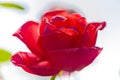 A bright macro closeup red  rose Royalty Free Stock Photo