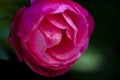 A bright macro closeup red rose Royalty Free Stock Photo